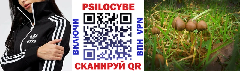 Галлюциногенные грибы Psilocybe  купить наркотик  Кириллов 